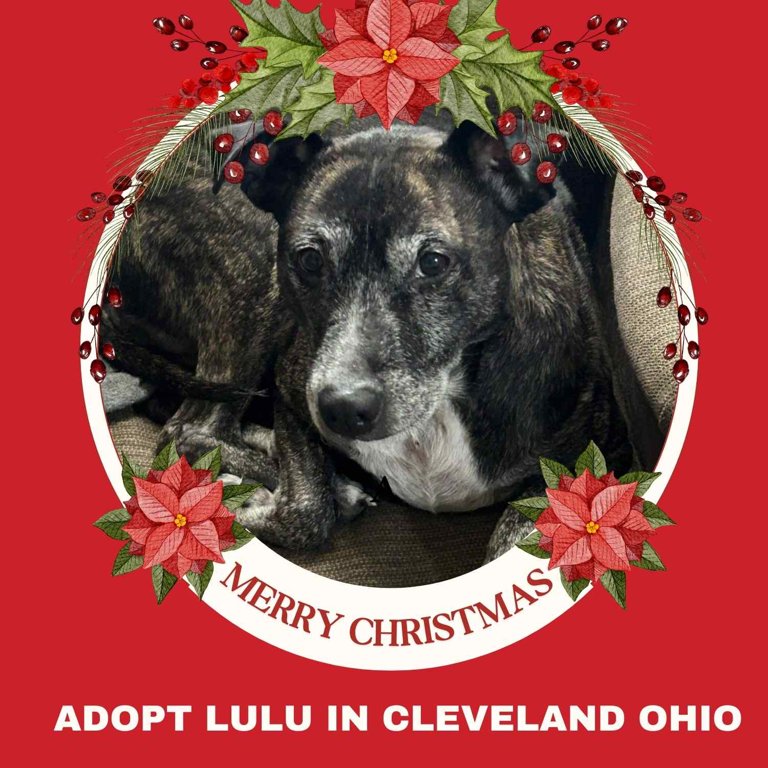Adopt Lulu Brindle Bull Terrier Mix Dog Massillon Ohio