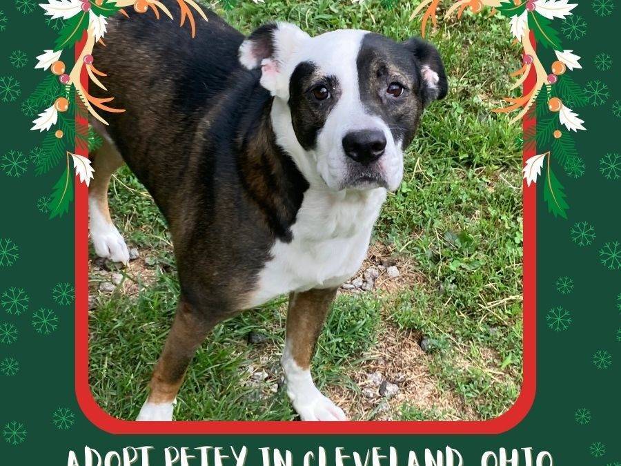 Boxer mix dog for adoption near cleveland ohio – supplies included – adopt petey