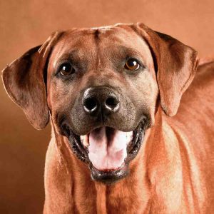 Adopt rhodesian ridgeback