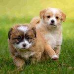 Sweet mixed breed puppies