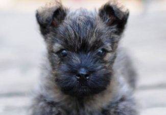 Adorable Cairn Terrier Puppy