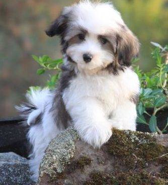 Adorable havanese puppy