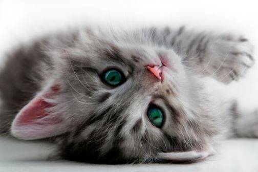 Photo of an Adorable Kitten