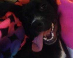 Adorable lab mix for adoption 7