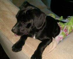 Adorable lab mix for adoption 7