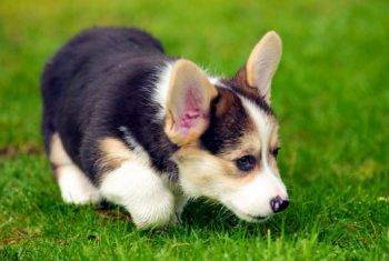 Adorable Pembroke WElsh Corgi pup