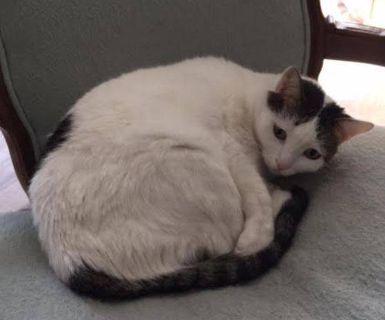 Adorable Polydactyl Calico Cat For Adoption Tempe Az 2 – Pet Rehoming 