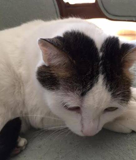 Adorable Polydactyl Calico Cat For Adoption Tempe AZ 2