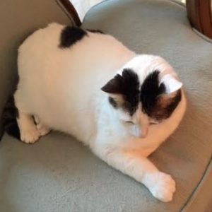 Adorable Polydactyl Calico Cat For Adoption Tempe AZ 2