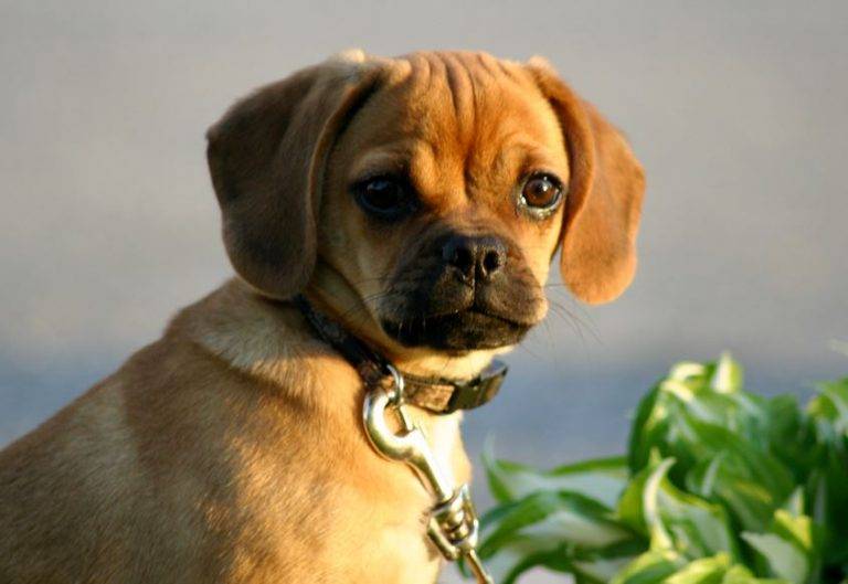 puggle dogs for adoption