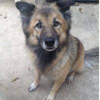 German Shepherd Border Collie Mix For Adoption In San Antonio