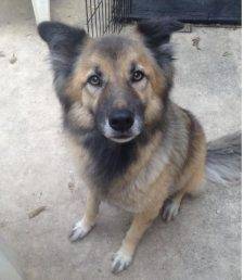 German Shepherd Border Collie Mix For Adoption In San Antonio