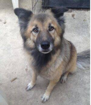 German Shepherd Border Collie Mix For Adoption In San Antonio