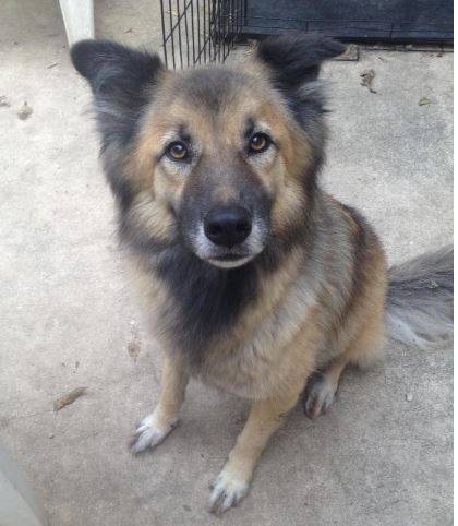 German Shepherd Border Collie Mix For Adoption in San Antonio