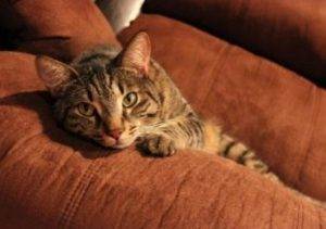 Adorable tabby cat for adoption loma linda ca 5