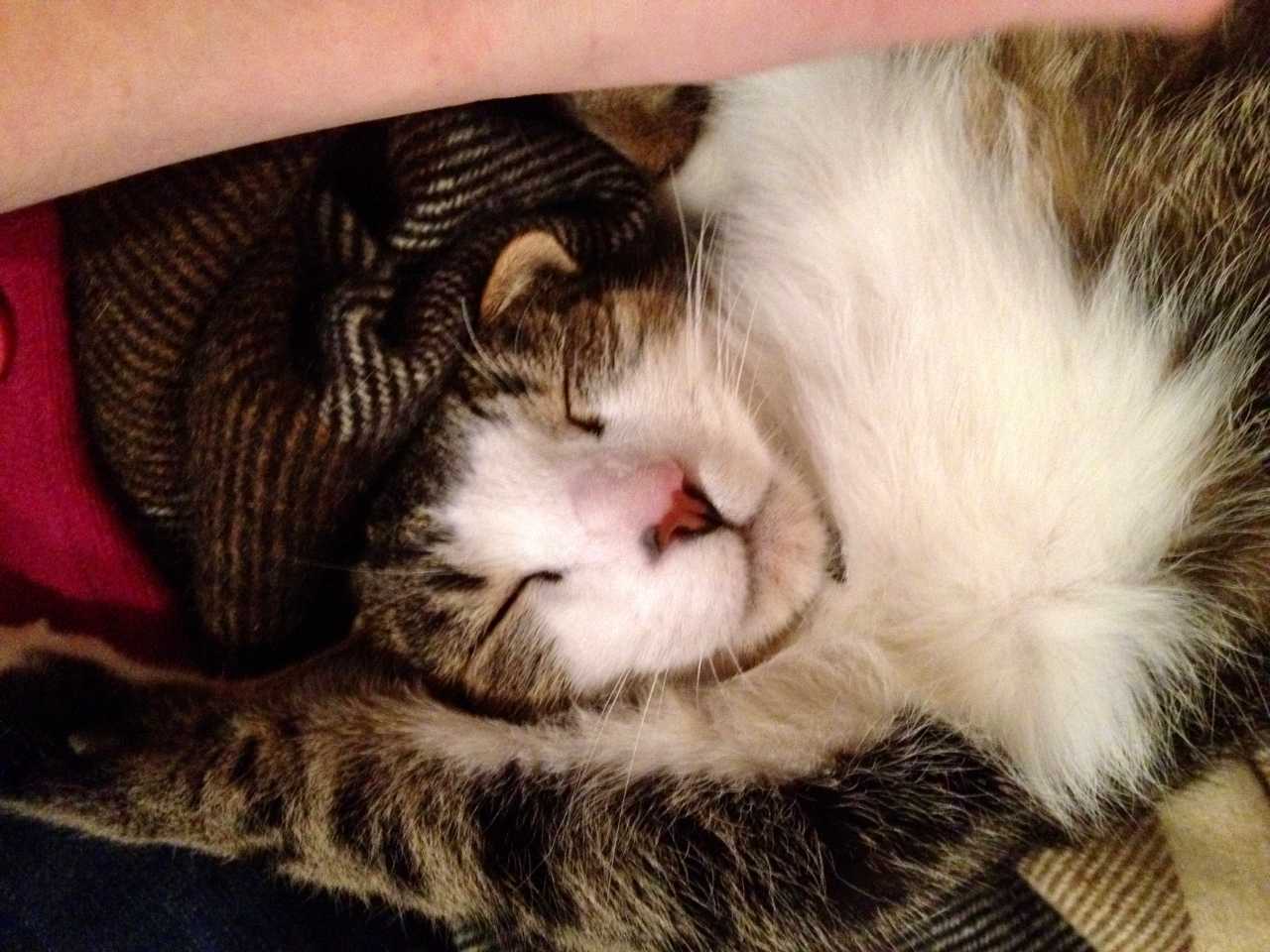 Adorable Tabby Cat For Adoption Philadelphia PA