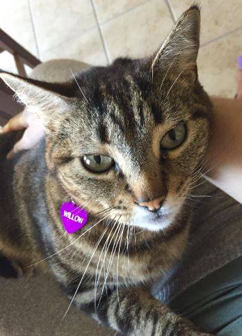 Willow – Sweet Female Tabby Cat Seeks Loving Home – San Antonio, Texas