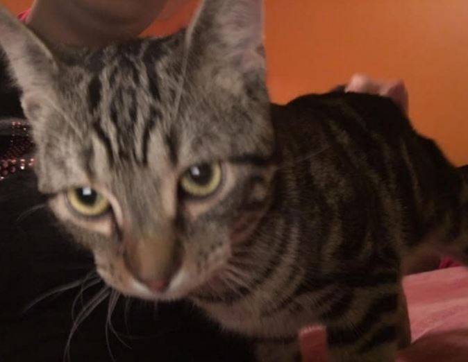 Adorable Tabby Kitten For Adoption in VA3