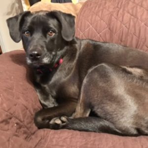 labrador in need of rehoming