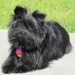 Affenpinscher dog