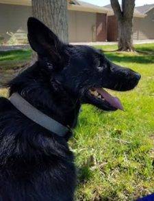 REHOMED – Amazing Ruby – Airedale Terrier / Border Collie Mix – Denver