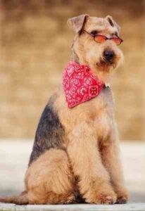 Airedale terrier dog photo 6
