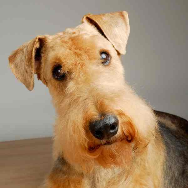 Airedale Terrier Dog Photo7