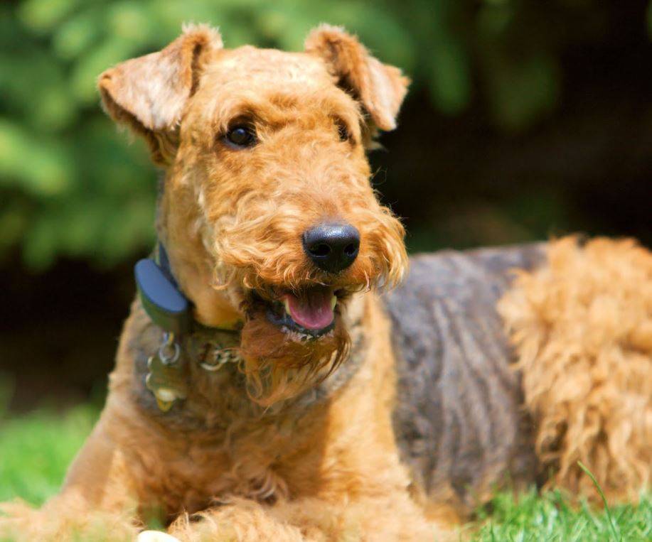 Airedale Terriers For Adoption Near You Rehome Adopt an Airedale Terrier