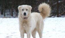 Akbash Dog