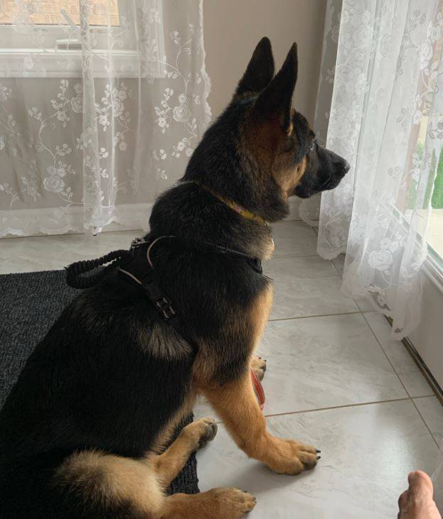 Akira german shepherd puppy for adoption in london on