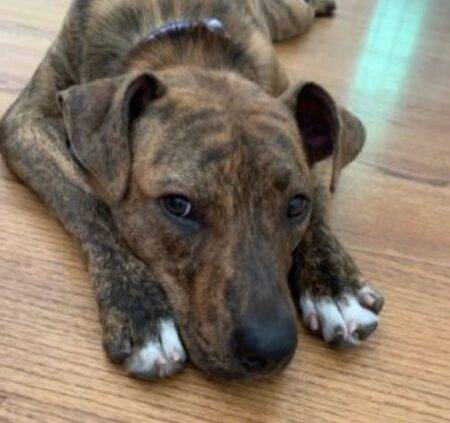 Amazing Brindle Akita Pitbull Mix Dog ADOPTED in Atlanta GA - Meet Abbey