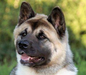 Akita Dog Japanese Head – Pet Rehoming Network