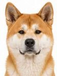 Akita large dog breed portrait for adoption and rehoming