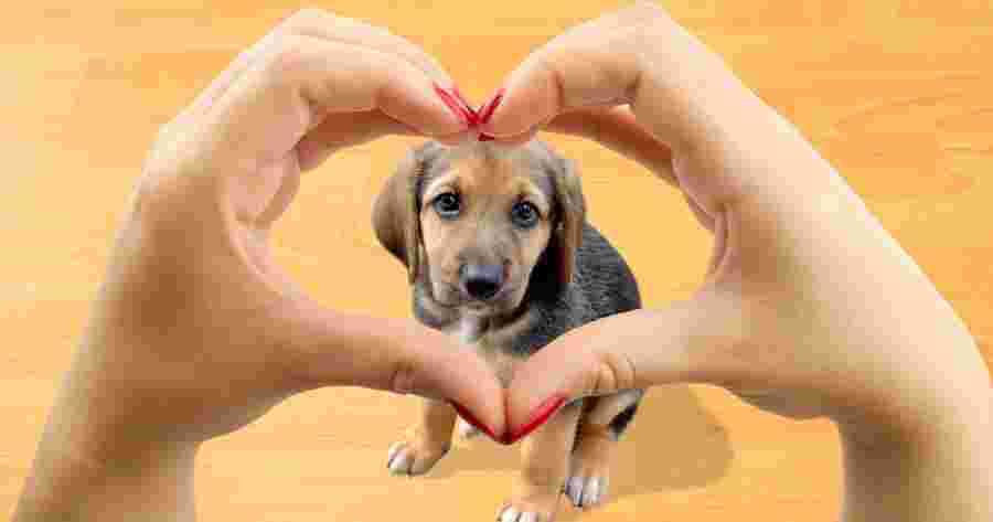 Cute dog seen through hands shaped like heart