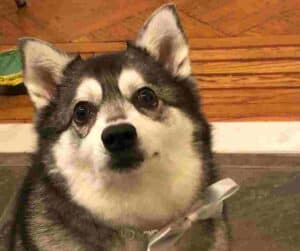 Alaskan klee kai dog for adoption in brooklyn new york – adopt sweet bogart