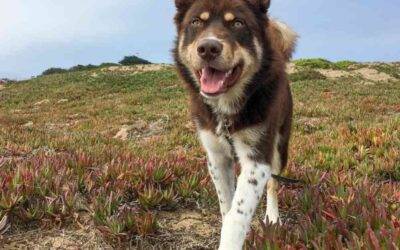 Border Collie Alaskan Malamute Dog For Adoption in Golden CO – Supplies Included – Adopt Remy