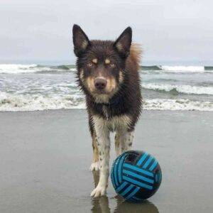 Alaskan Malamute Dogs - Cuidados