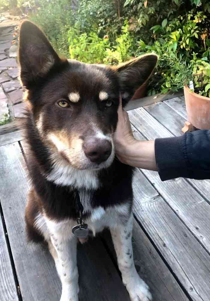 Alaskan Malamute Border Collie Mix Dog Adopt Golden CO 1 (3)