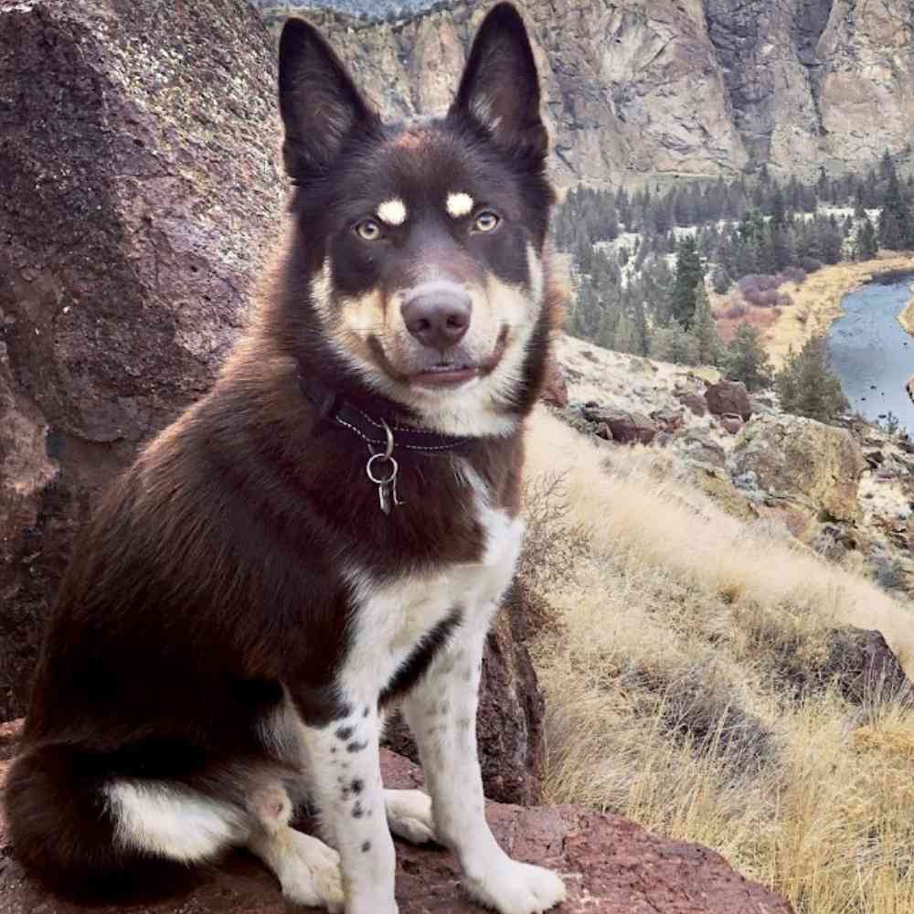 Alaskan Malamute Border Collie Mix Dog Adopt Golden CO 1 (3)