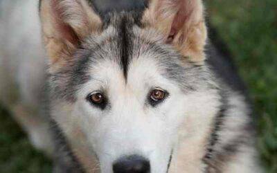 Alaskan malamute dog for adoption  in atlanta georgia – all supplies included – adopt charlie brown