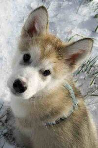 Alaskan malamute puppy extra cute