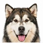 Alaskan malamute