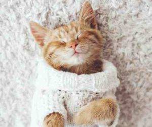 Photo of an adorable little orange kitten wearing a white sweater.