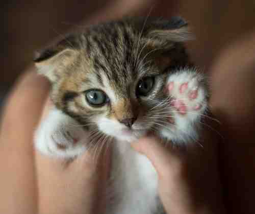 Kittens for adoption in edmonton