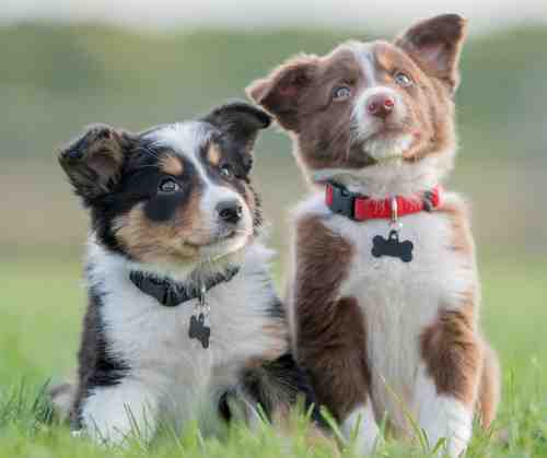 Photo of a pair of adorable mixed breed puppies in a playground.