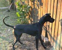 Allie great dane puppy adoption birmingham al (2)