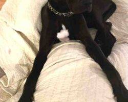 Allie great dane puppy adoption birmingham al (2)