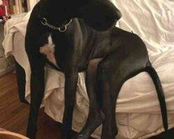 Allie great dane puppy adoption birmingham al (2)