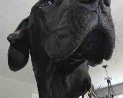 Allie great dane puppy adoption birmingham al (2)