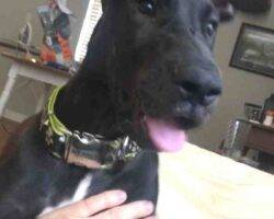 Allie great dane puppy adoption birmingham al (2)